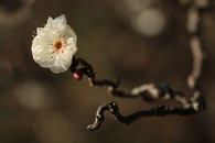 data/B2019/2019/01/30/2534356175c507a97becdb.jpg