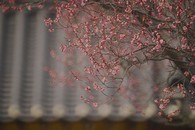 data/B2019/2019/02/18/3721825985c6a6897a03af.jpg