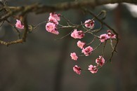 data/B2019/2019/03/19/10784350575c90464ce28ce.jpg