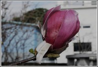 data/B2019/2019/03/21/1362491315c930a38ef21d.jpg