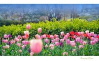 data/B2019/2019/03/28/12447503915c9b90fee86ee.jpg