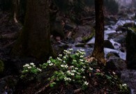 data/B2019/2019/04/08/16365668885caa8c651829e.jpg