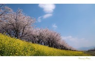 data/B2019/2019/04/13/13031568955cb1d50ee0146.jpg