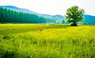 data/B2019/2019/05/07/15095459855cd15e1246141.jpg