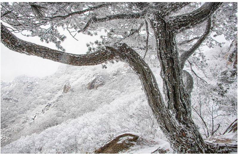 설산 소나무