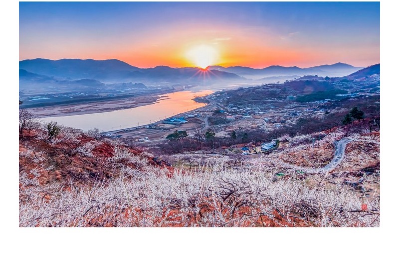 매실농장