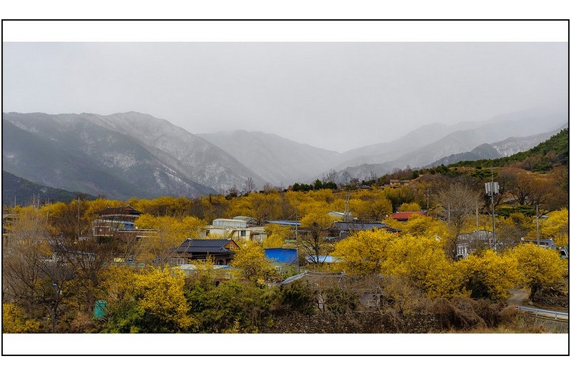 산수유마을,,