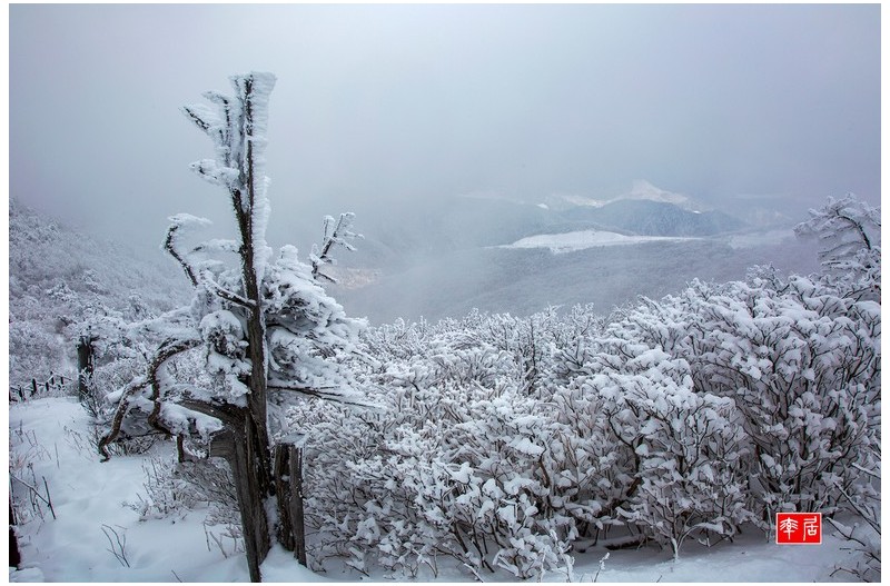 함백산 눈꽃