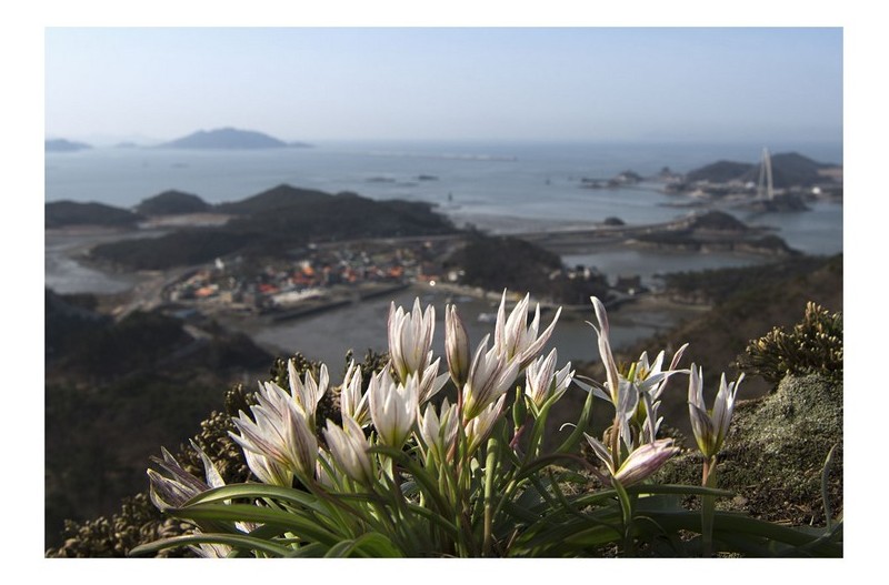 산자고