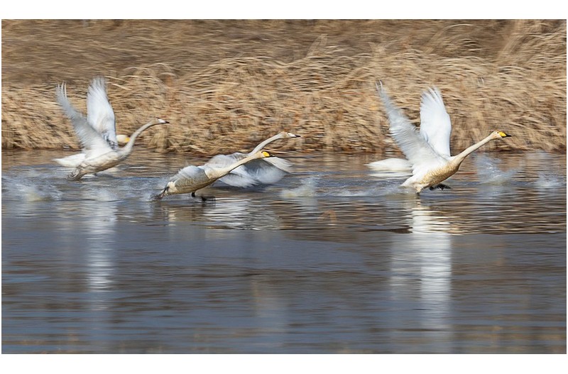 Panning shot