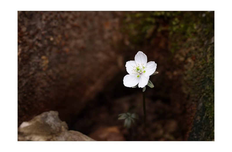 변산바람꽃
