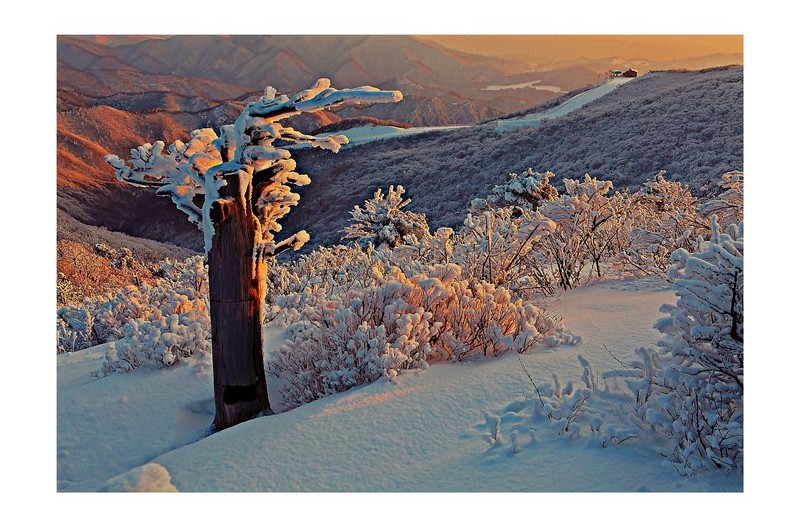 함백산 주목