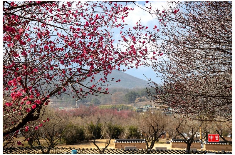 문씨세거지
