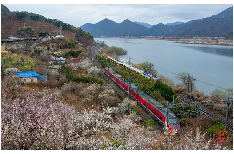 원동매화