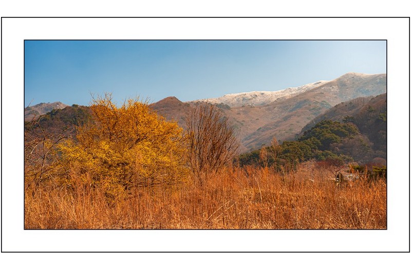 산동의 봄..