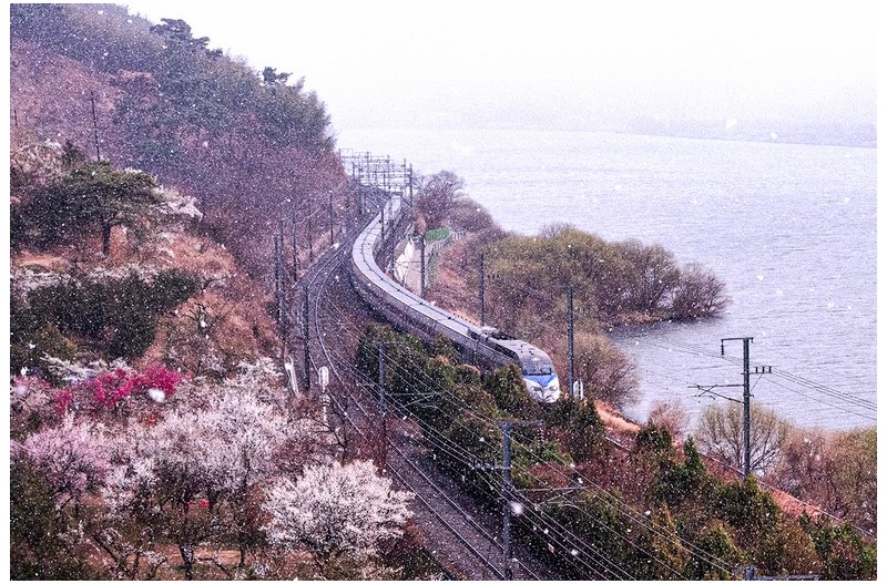 순매원