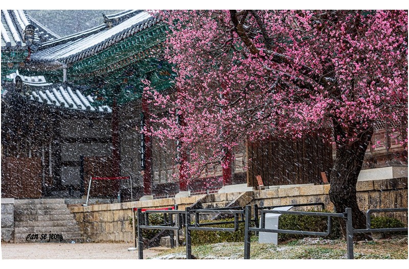 춘설