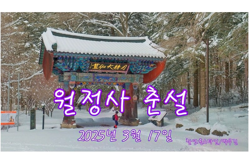 월정사춘설#월정사폭설#