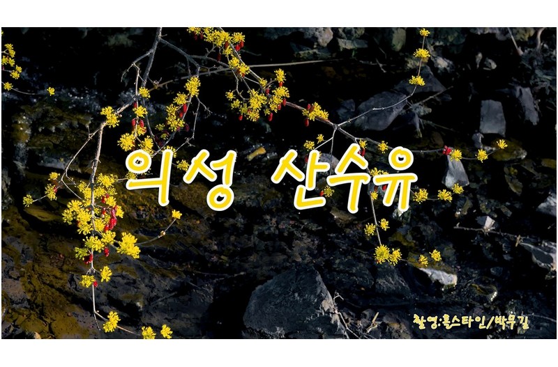 의성산수유