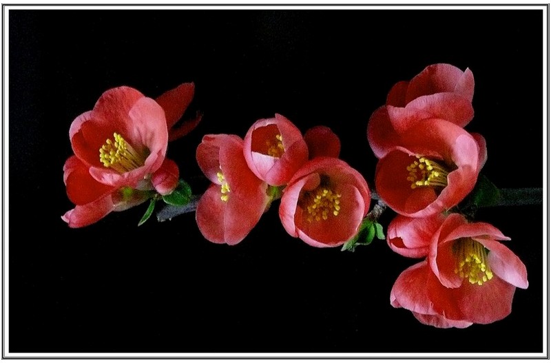명 자 화