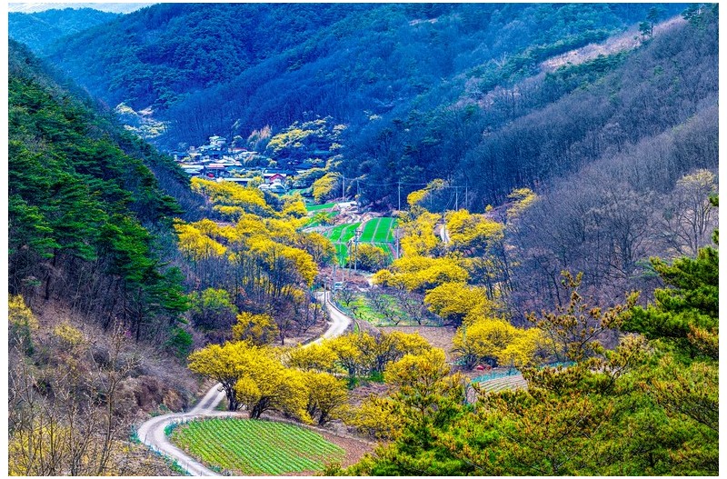 산수유