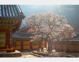 고불매