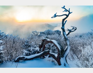 천년 주목에 핀 춘설