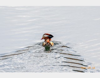 경호강의 원앙새