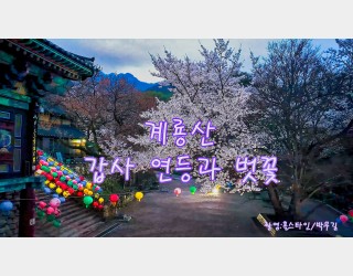 계룡산갑사연등과벚꽃#
