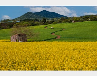 고창청보리