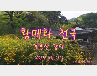 황매화천국