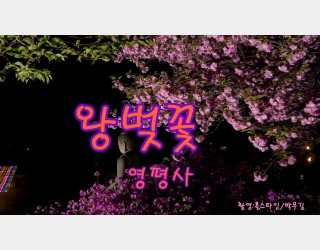 왕벚꽃영평사